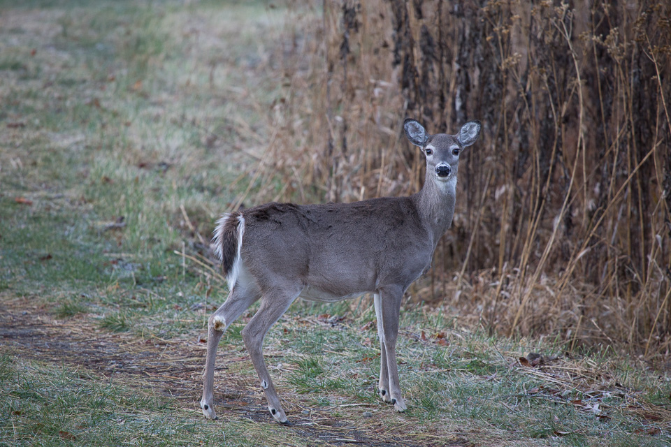 Rapt Journal
Deer on Stone Mountain Upper Lot Trail